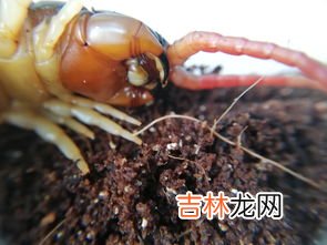 蜈蚣吃什么,蜈蚣吃什么东西作为食物？
