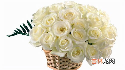 白色玫瑰花语是什么,白玫瑰花语是什么？