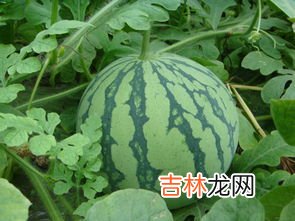 西瓜水分比例,西瓜中含有多少水分0.92还是0.7蚂蚁庄园