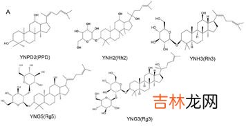 人参皂苷片的副作用,今幸人参皂苷对癌症患者有副作用吗？