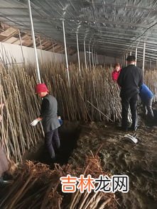 香椿一年能采摘几次,香椿采摘的季节香椿什么时候采摘