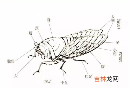 蝉的形态,蝉的外形特征 蝉的外形特征简单介绍