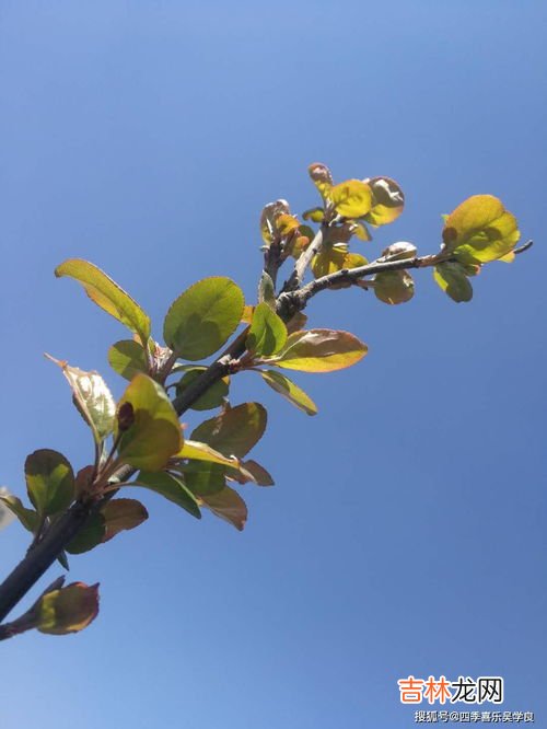夏天可以种树吗,夏天可以种树吗