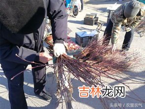 夏天可以种树吗,夏天可以种树吗