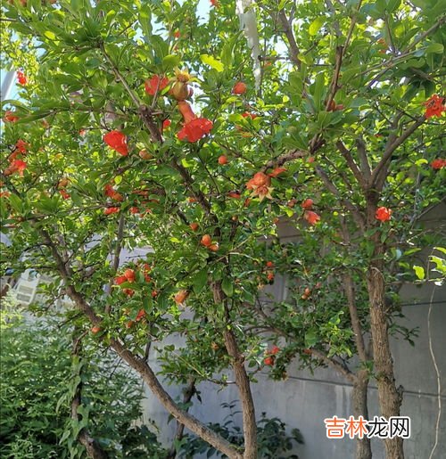 夏天可以种树吗,夏天可以种树吗