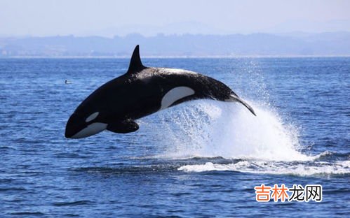 鲸鱼重50吨还是千克,一头鲸鱼的体重是50千克吗？