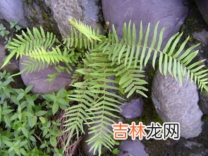 蜈蚣草是什么植物,蜈蚣草是木本植物吗？