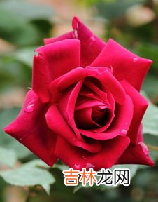 山茶花花语,山茶花花语是什么？