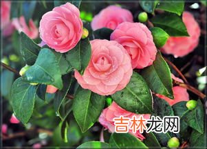 山茶花花语,山茶花花语是什么？