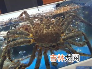 帝王蟹是蜘蛛还是螃蟹,帝王蟹和蜘蛛蟹的区别