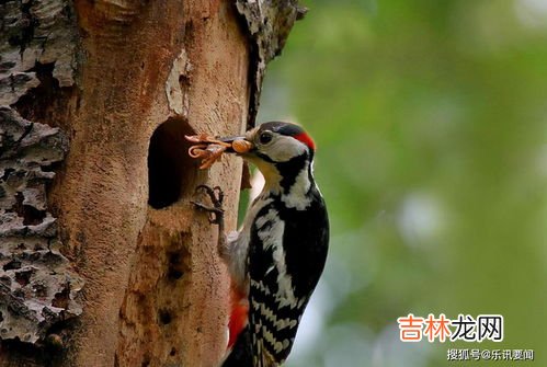 为什么说啄木鸟是森林医生,为什么说啄木鸟是树的医生？