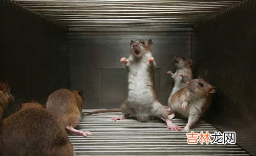 老鼠的寿命是多少,老鼠能活多少年