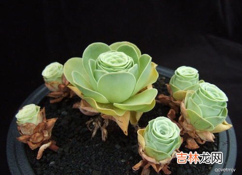 山地玫瑰可以叶插吗,喜欢爆盆的多肉,10个品种值得选择,皮实好养价格便宜,你知道吗?
