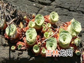 山地玫瑰可以叶插吗,喜欢爆盆的多肉,10个品种值得选择,皮实好养价格便宜,你知道吗?