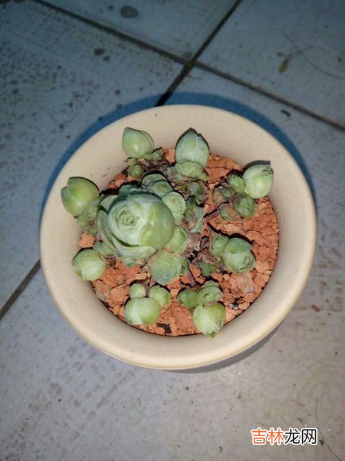 山地玫瑰可以叶插吗,喜欢爆盆的多肉,10个品种值得选择,皮实好养价格便宜,你知道吗?