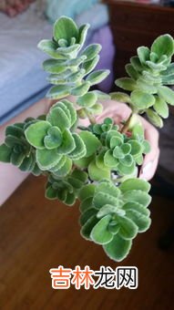 一抹香和碰碰香的区别,一抹香俗名叫什么？