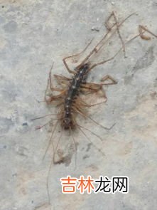 蜈蚣怕什么,蜈蚣怕什么东西?