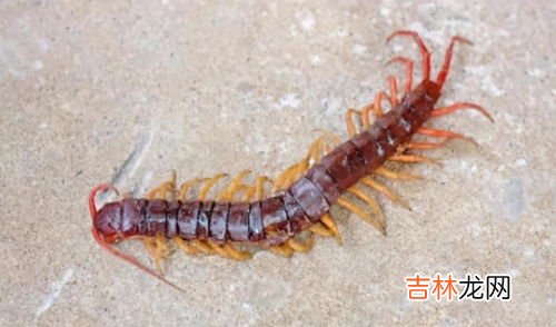 蜈蚣怕什么,蜈蚣怕什么东西?