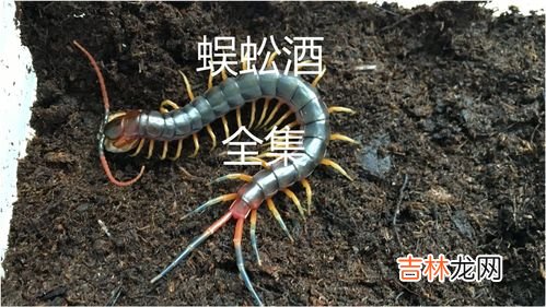 蜈蚣怕什么,蜈蚣怕什么东西?