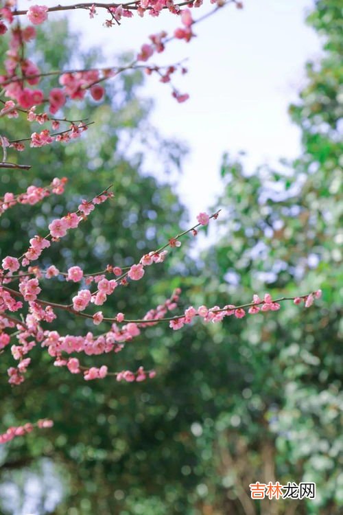 白梅花有什么寓意,白梅花有什么寓意