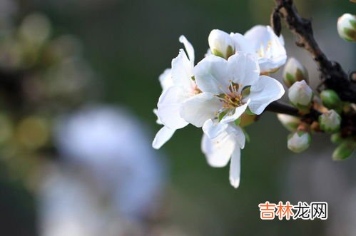 白梅花有什么寓意,白梅花有什么寓意