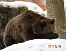 獾冬眠还是不冬眠,为什么狗獾要冬眠？