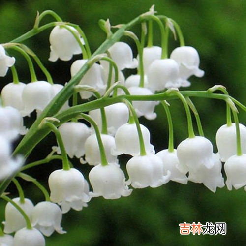 铃兰花语,铃兰的花语是什么?