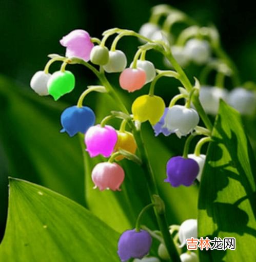 铃兰花语,铃兰的花语是什么？