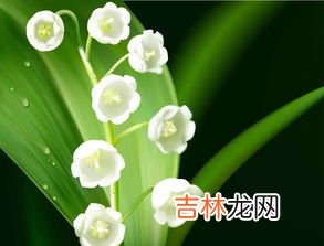 铃兰花语,铃兰的花语是什么？