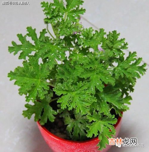 驱蚊草都有哪些,去蚊子的植物花草有哪些,能驱蚊虫的花草有哪些