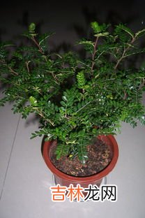 驱蚊草都有哪些,去蚊子的植物花草有哪些,能驱蚊虫的花草有哪些