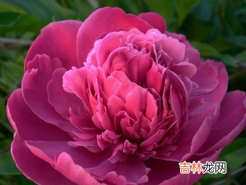 怎么夸赞牡丹花,赞美牡丹的佳句