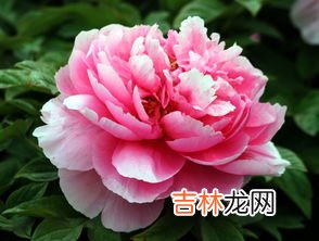 怎么夸赞牡丹花,赞美牡丹的佳句