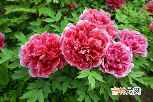 怎么夸赞牡丹花,赞美牡丹的佳句