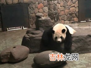 小熊猫的特点以及生活特征是什么,关于熊猫的外形特点和生活习惯