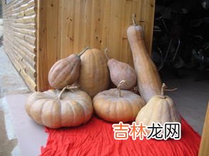 吃鱼鳔的好处和坏处,鱼胶吃多了的危害