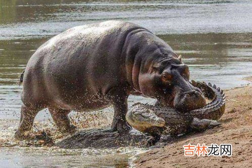 河马吃啥,河马吃什么食物为主?