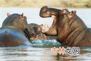 河马吃啥,河马吃什么食物为主？