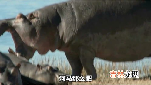 河马吃啥,河马吃什么食物为主?
