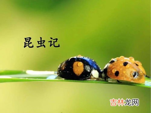 昆虫记蝈蝈的特点和生活特征,蝈蝈的特点和生活特征是什么?