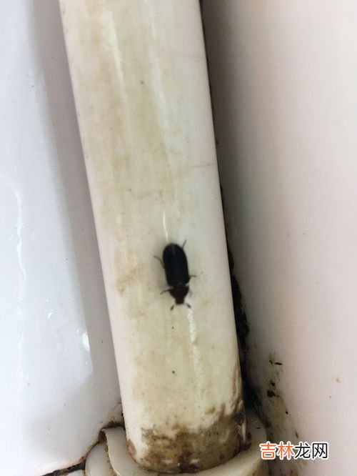 小黑虫 飞蠓是如何产生的,小咬从哪来的？