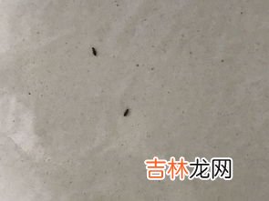 小黑虫 飞蠓是如何产生的,小咬从哪来的？