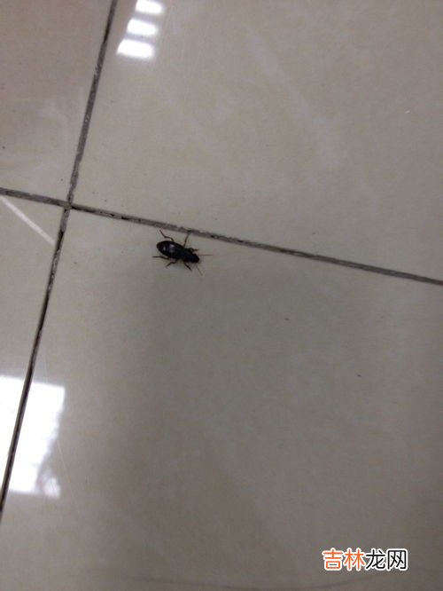 小黑虫 飞蠓是如何产生的,小咬从哪来的？