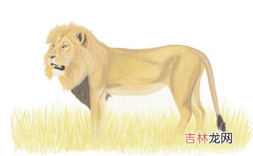 和人类穿有关的动植物有什么,收集一些和人类吃穿有关的动植物名称?
