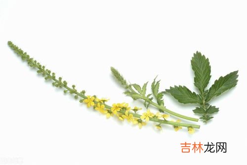 仙鹤草的功效有哪些,仙鹤草的功效与作用