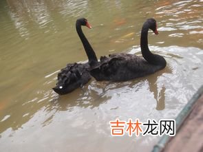 黑天鹅属于保护动物吗,私人饲养黑天鹅犯法吗