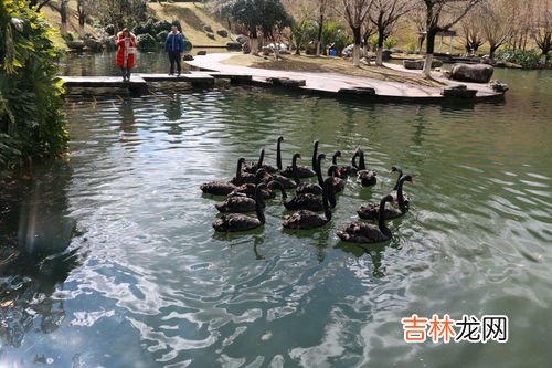 黑天鹅属于保护动物吗,私人饲养黑天鹅犯法吗