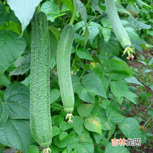 丝瓜移栽管理技术要点,丝瓜如何科学种植？栽培管理技术要点有哪些？