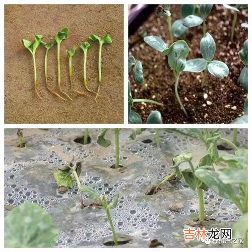 丝瓜移栽管理技术要点,丝瓜如何科学种植？栽培管理技术要点有哪些？
