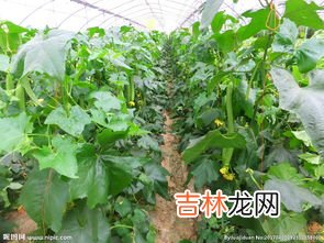 丝瓜移栽管理技术要点,丝瓜如何科学种植？栽培管理技术要点有哪些？